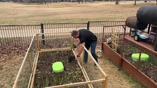 Planting Snow Peas and Green Beans